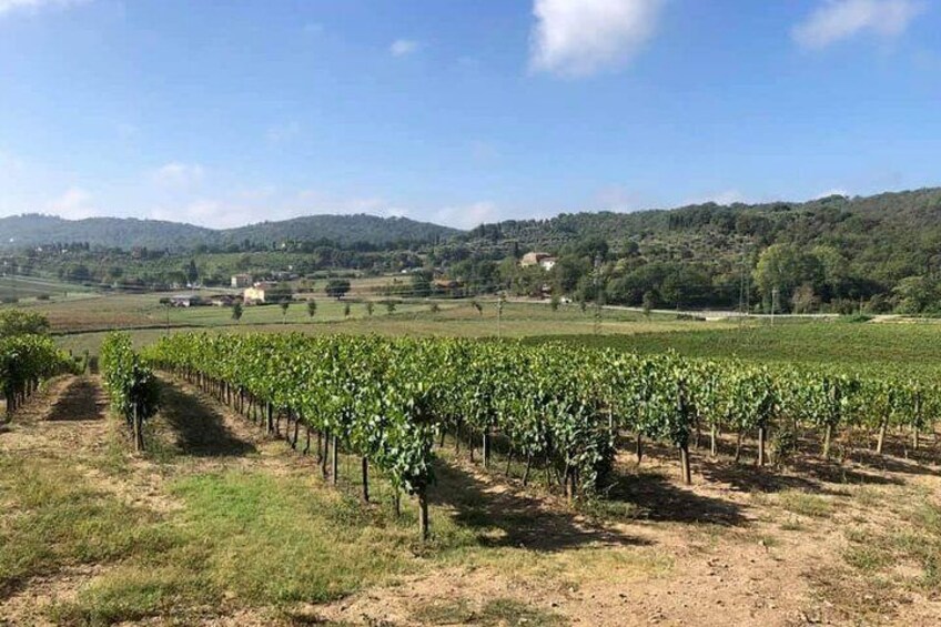 Sangiovese vineyard
