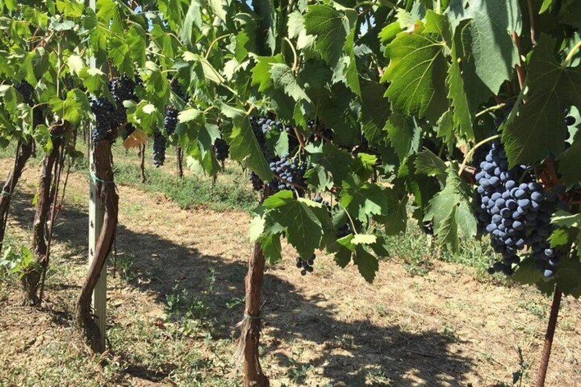 Grapes