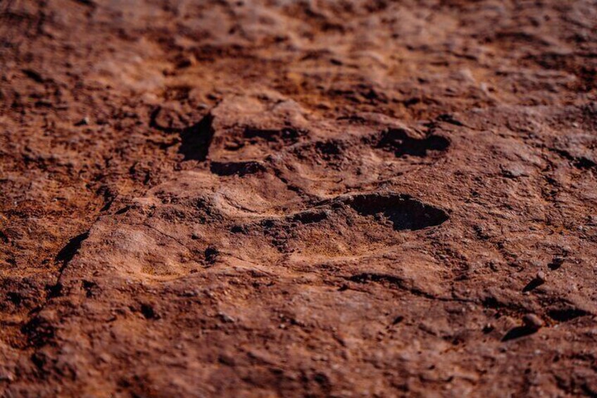 Check out Dinosaur Tracks with your own eyes! 