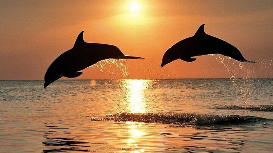 Pula Dolphin & Sunset Boat Tour – All-Inclusive Dinner & Drinks - Boat Europa – The Ultimate Boat Experience in Pula