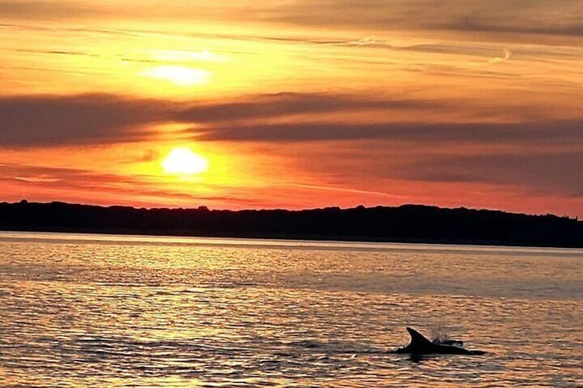 Dolphin & Sunset Cruise with Dinner & Drinks from Pula