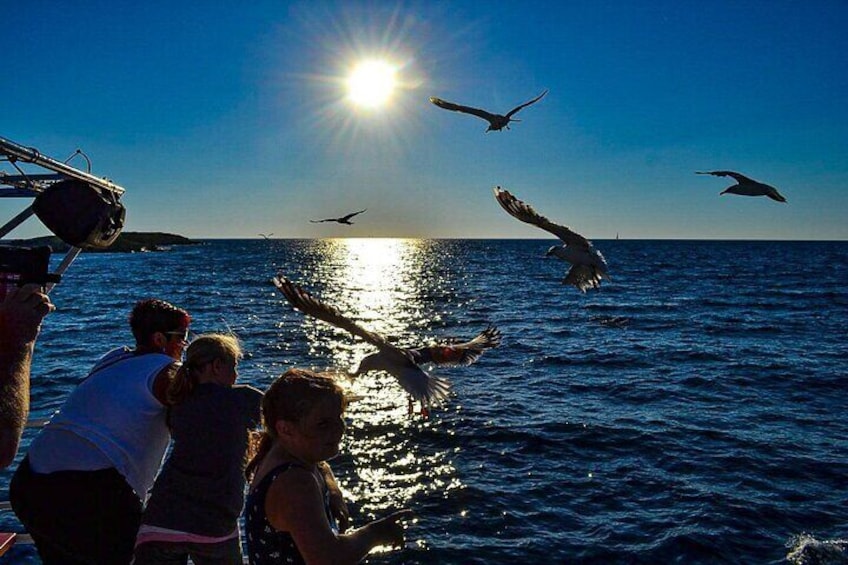 Exclusive boat tour DOLPHIN WATCHING with dinner & drinks