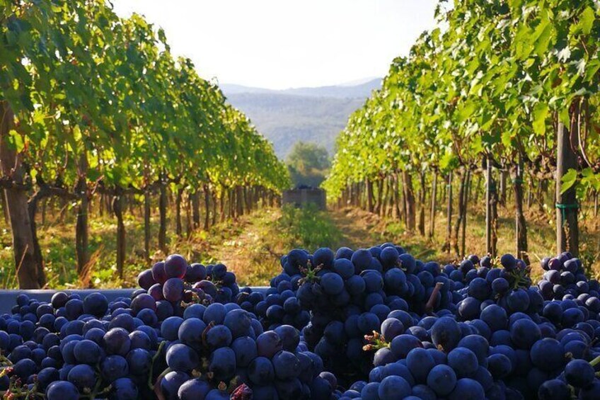 Our grapes ready to be processed