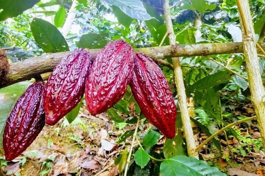 Cacao Indigenous Tour