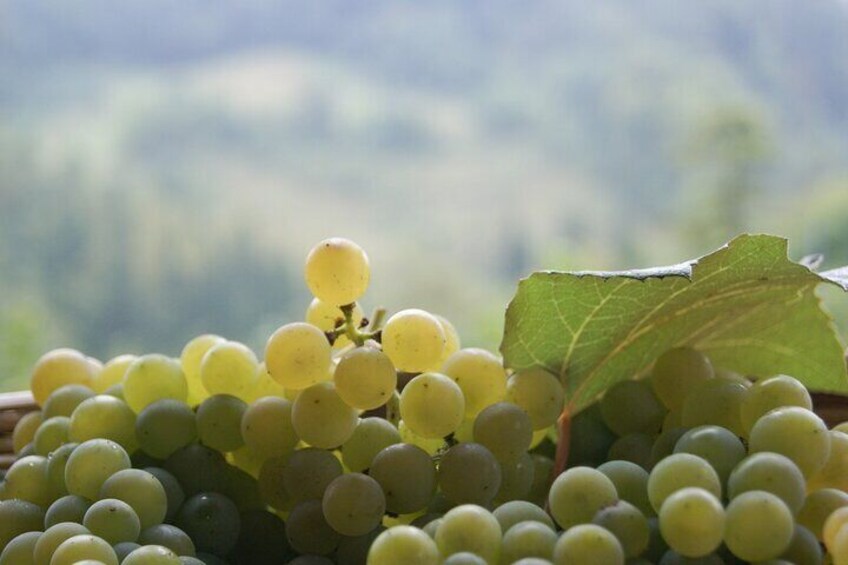 Prosecco grapes