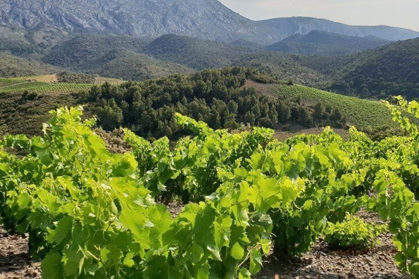 Maury vineyard