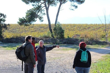 Walks in the heart of the secret vineyards around Collioure, tastings