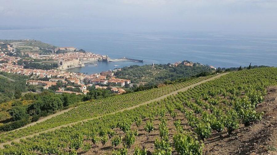 Collioure vineyard