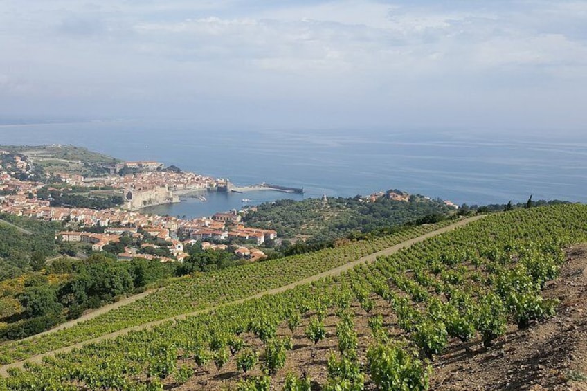Collioure vineyard