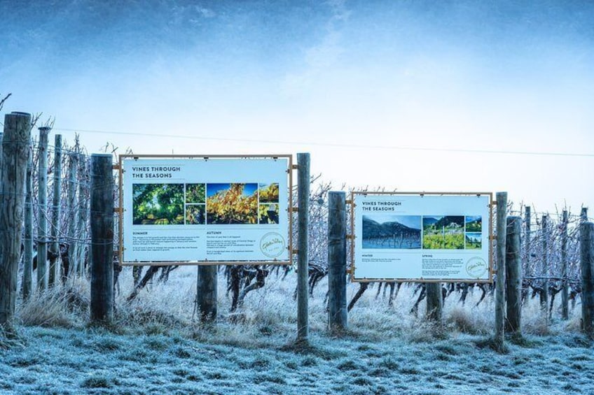 Wander through Central Otago's oldest Pinot Noir vineyard.