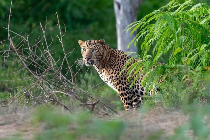 Yala National Park Safari Tours From Hambantota Port 