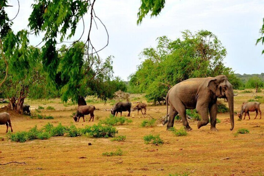 Yala National Park Safari Tours From Hambantota Port