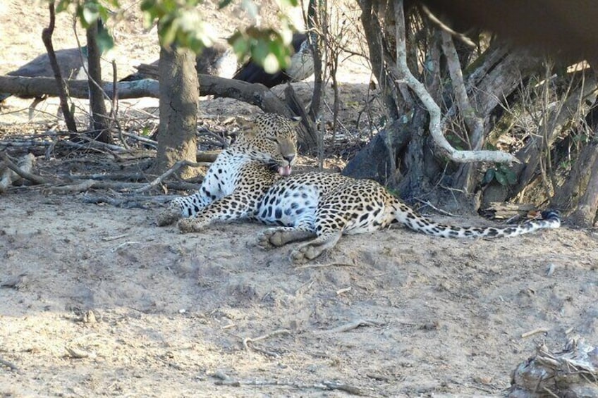 Weheragala (Yala block 5) Full day safari