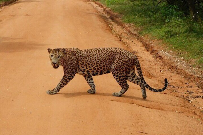 Yala National Park Safari Tours From Hambantota Port