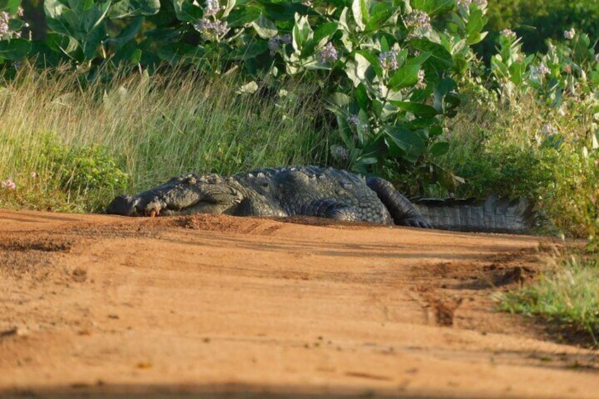 Weheragala (Yala block 5) Full day safari