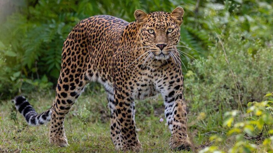 Yala National Park Safari Tours From Hambantota Port