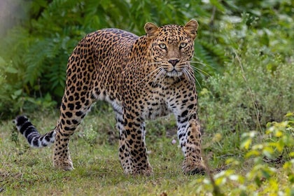 Yala National Park Safari Tours From Hambantota Port