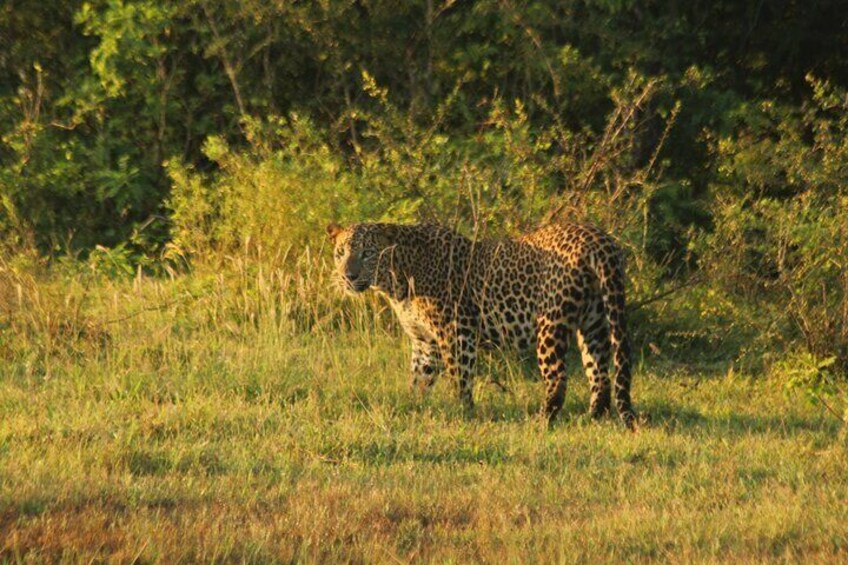 Weheragala (Yala block 5) Full day safari