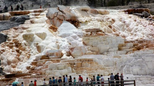 yellowstone loop lower guided jackson hole self tour expedia