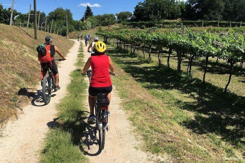 Bike tour Between the Vineyards and Wine Tasting in Lazise
