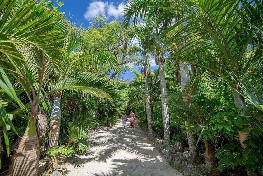 [Iriomote] SUP / Canoe tour at Mangrove Forest + Sightseeing in Yubujima island