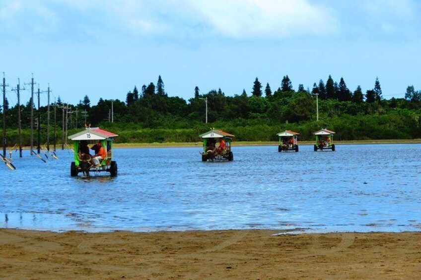 [Iriomote] SUP / Canoe tour at Mangrove Forest + Sightseeing in Yubujima island