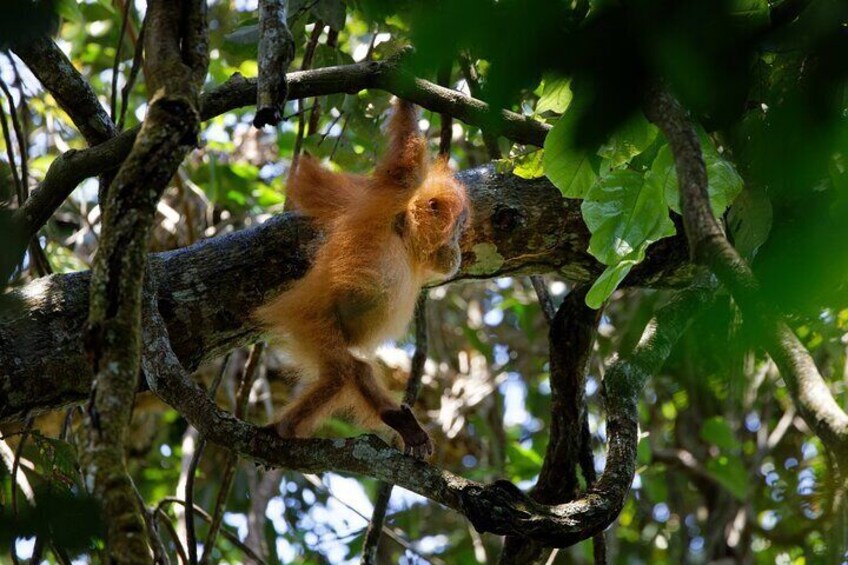 Wonderful 7 Days North Sumatra Tour (Include: 2 Days 1 Night Jungle Trekking)