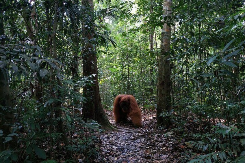 Male Orangutan walking on the ground