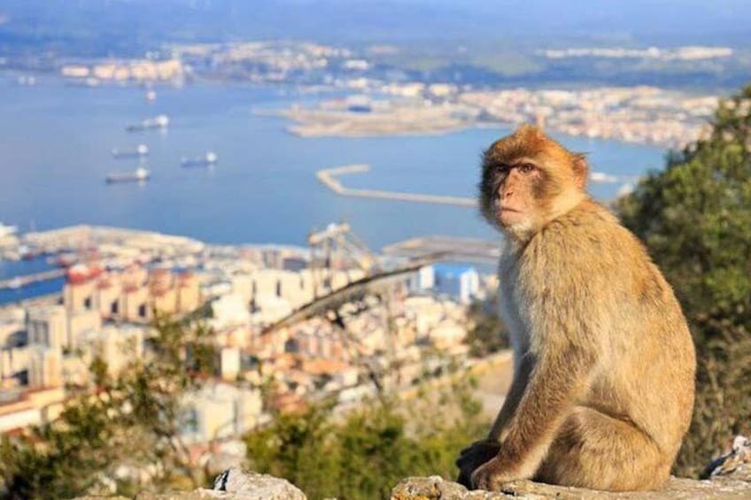 Full-Day Private Guided Historic Tour of Gibraltar from Cadiz