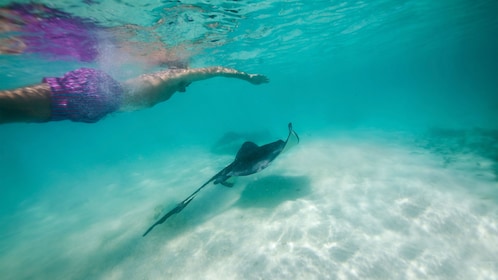 Antigua Safari y Stingray City