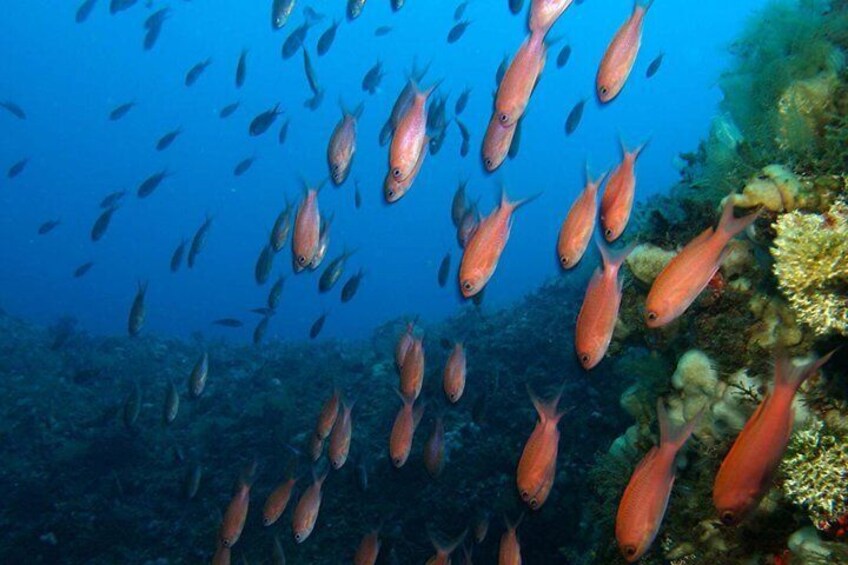 Snorkeling tour around the Isola Bella Nature Reserve