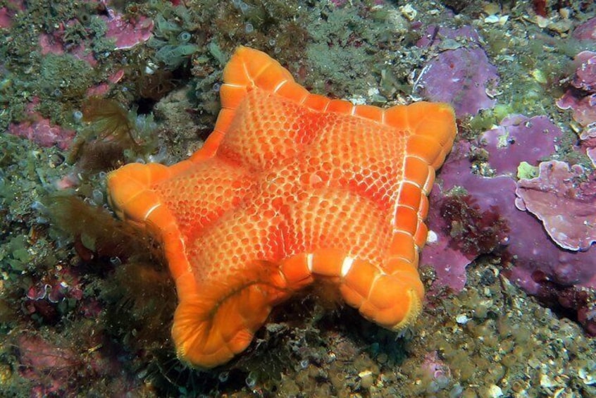 Snorkeling tour around the Isola Bella Nature Reserve