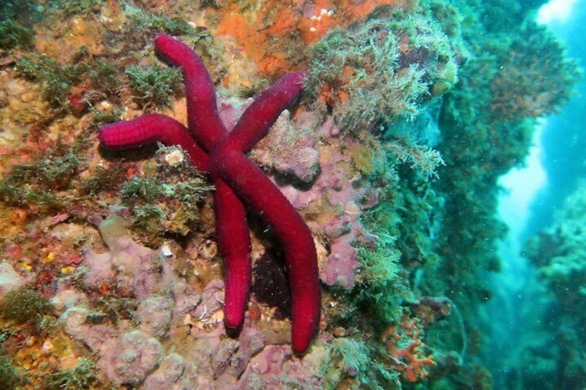 Snorkeling tour around the Isola Bella Nature Reserve