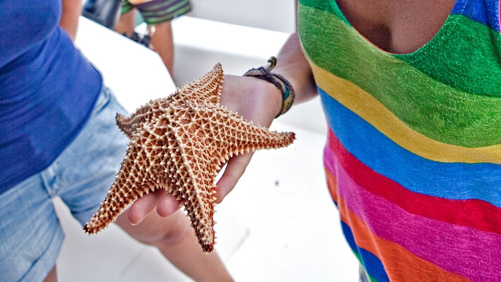 lady holding starfish in antigua