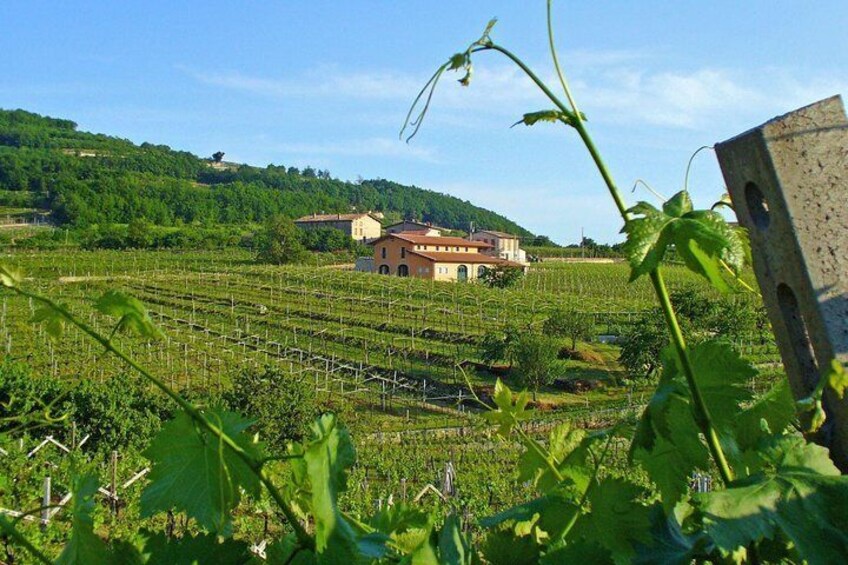 Amarone-Valpolicella wine tour - visit Verona. Half day. From Venice 