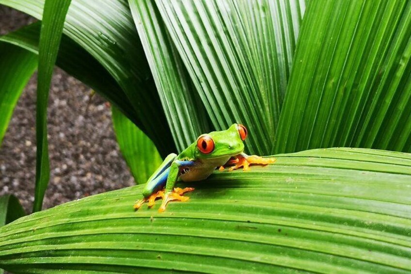 Red Eyed Frog