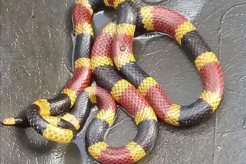 Coral Snake