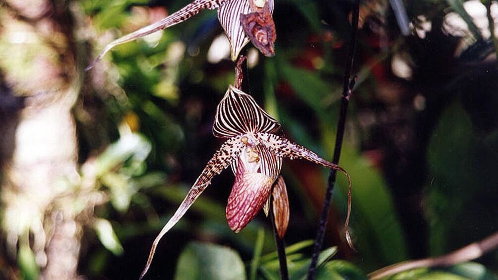 flowers flourishing in the wilderness in Kota Kinabalu