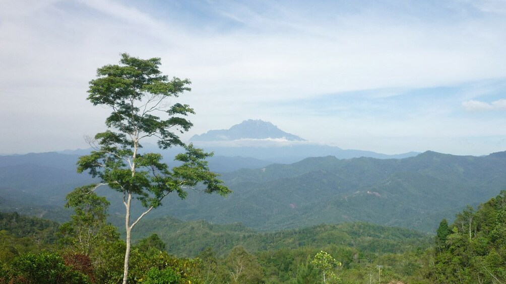 a lone tree standing on a mountain area in Kota Kinabalu