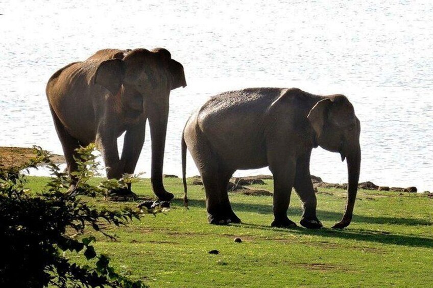 two wild elephants in Udawalawe National Park 