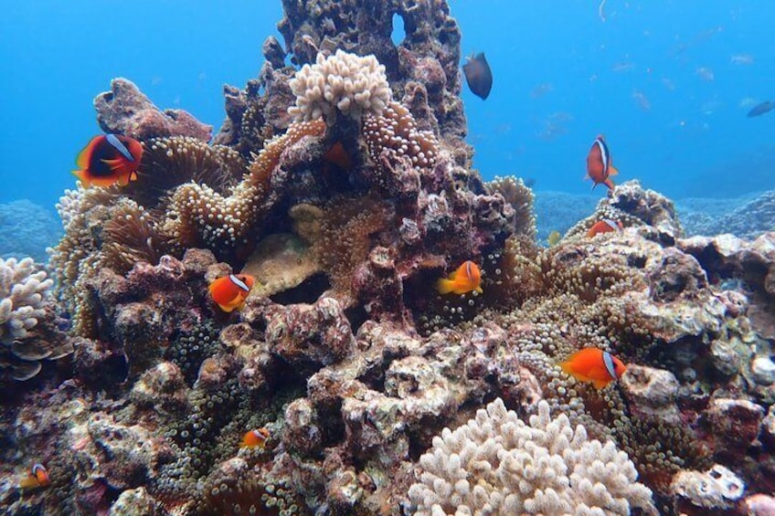 [Okinawa Miyako] 3set! Beach SUP/canoe・Tropical Snorkeling・Pumpkin Limestone Cave