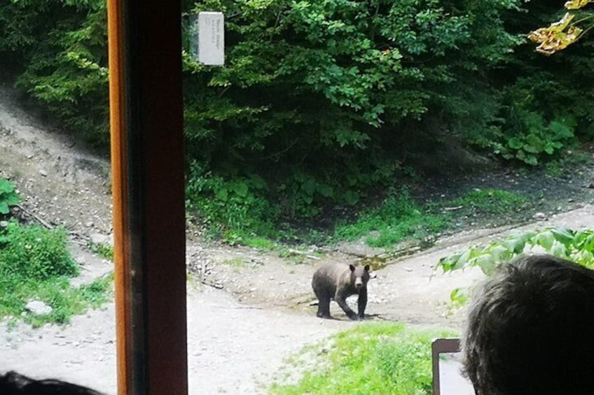 Brown Bears in the wild, no fence- With YOUR OWN VEHICLE