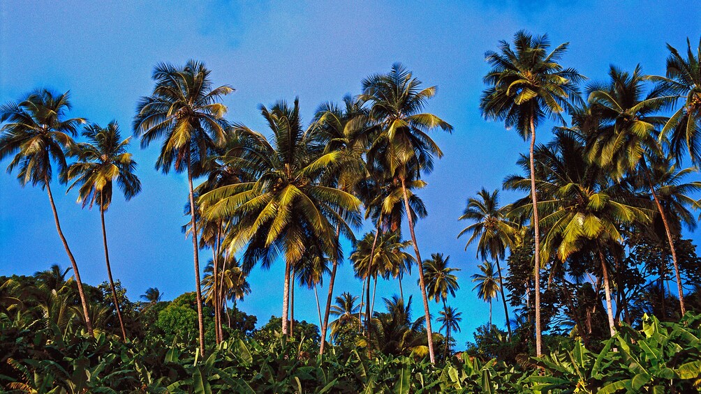 Palm trees in St Lucia