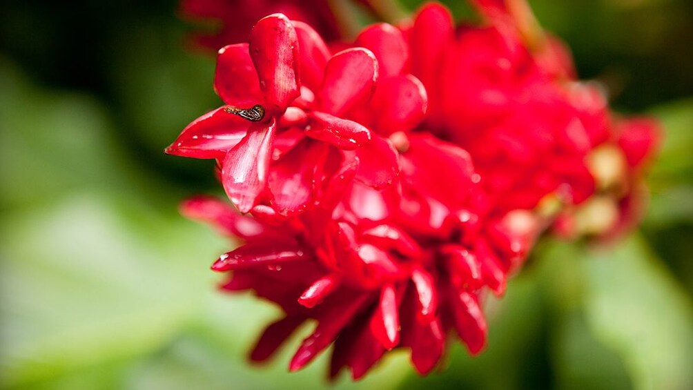 bright red flowers in St. Lucia