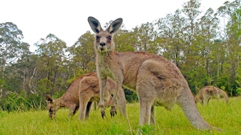 Wildlife in the Wild Excursion