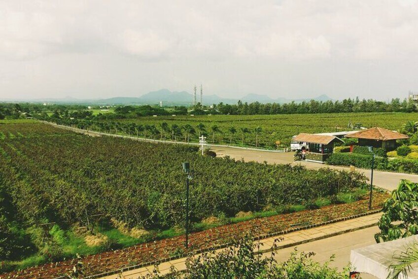 Sula Vineyards Day tour from Mumbai