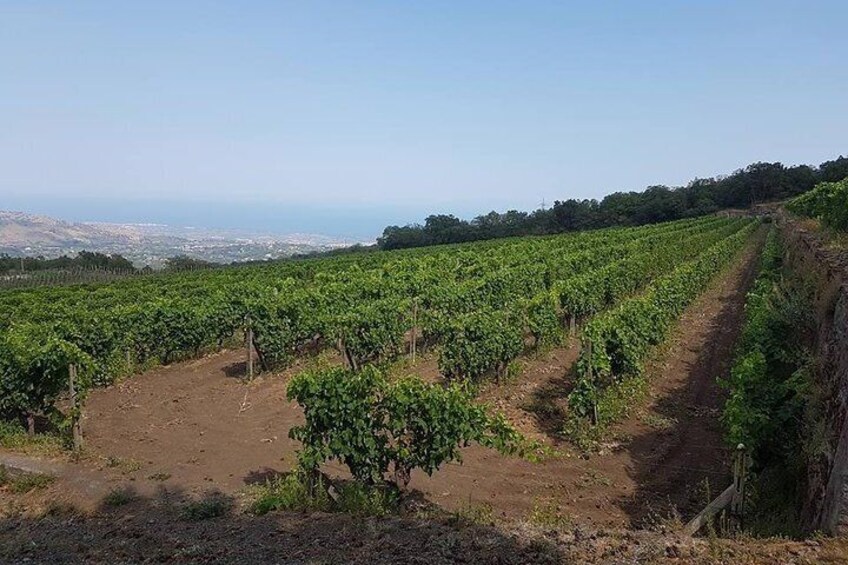 Wine Tour in Linguaglossa and in addition visit of Taormina from Giardini Naxos