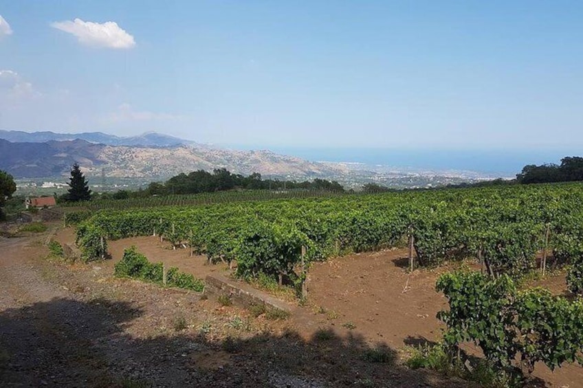 Wine Tour in Linguaglossa and in addition visit of Taormina from Giardini Naxos