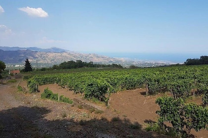 Wine Tour in Linguaglossa and in addition visit of Taormina from Giardini N...