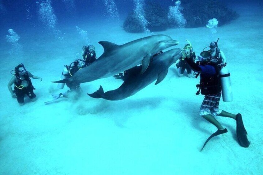 Scuba Diving Open Water PADI Course, Diving licence Fees - Sharm El Sheikh